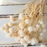 Preserved Scabiosa Pods