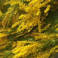 Naturally Dried Wattle / Mimosa / Acacia Flowers - Australian Native - natural yellow