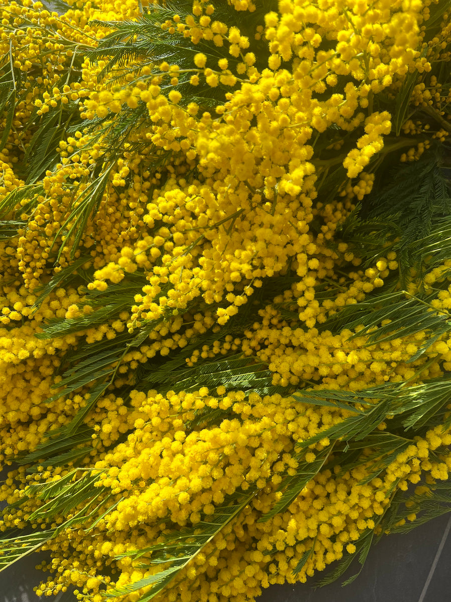 Naturally Dried Wattle / Mimosa / Acacia Flowers - Australian Native - natural yellow