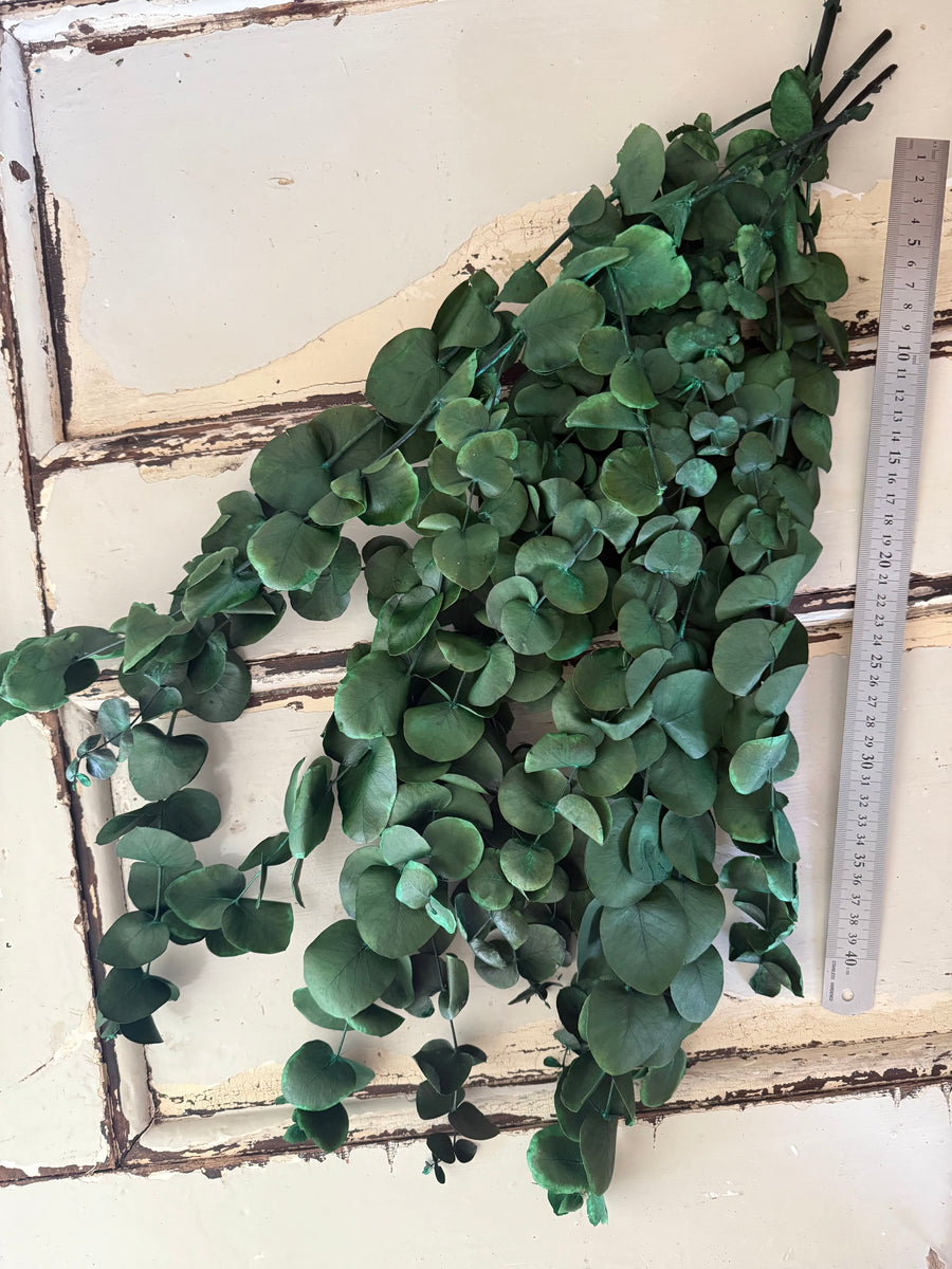 Preserved Eucalyptus / Gum