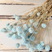Preserved Scabiosa Pods