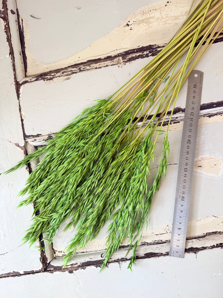 Naturally Dried / Coloured Oat / Avena