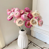 Dried Strawflower Daisy flower bunch - Helichrysum / Everlasting / Paper Daisy - stems / heads - Australian Native