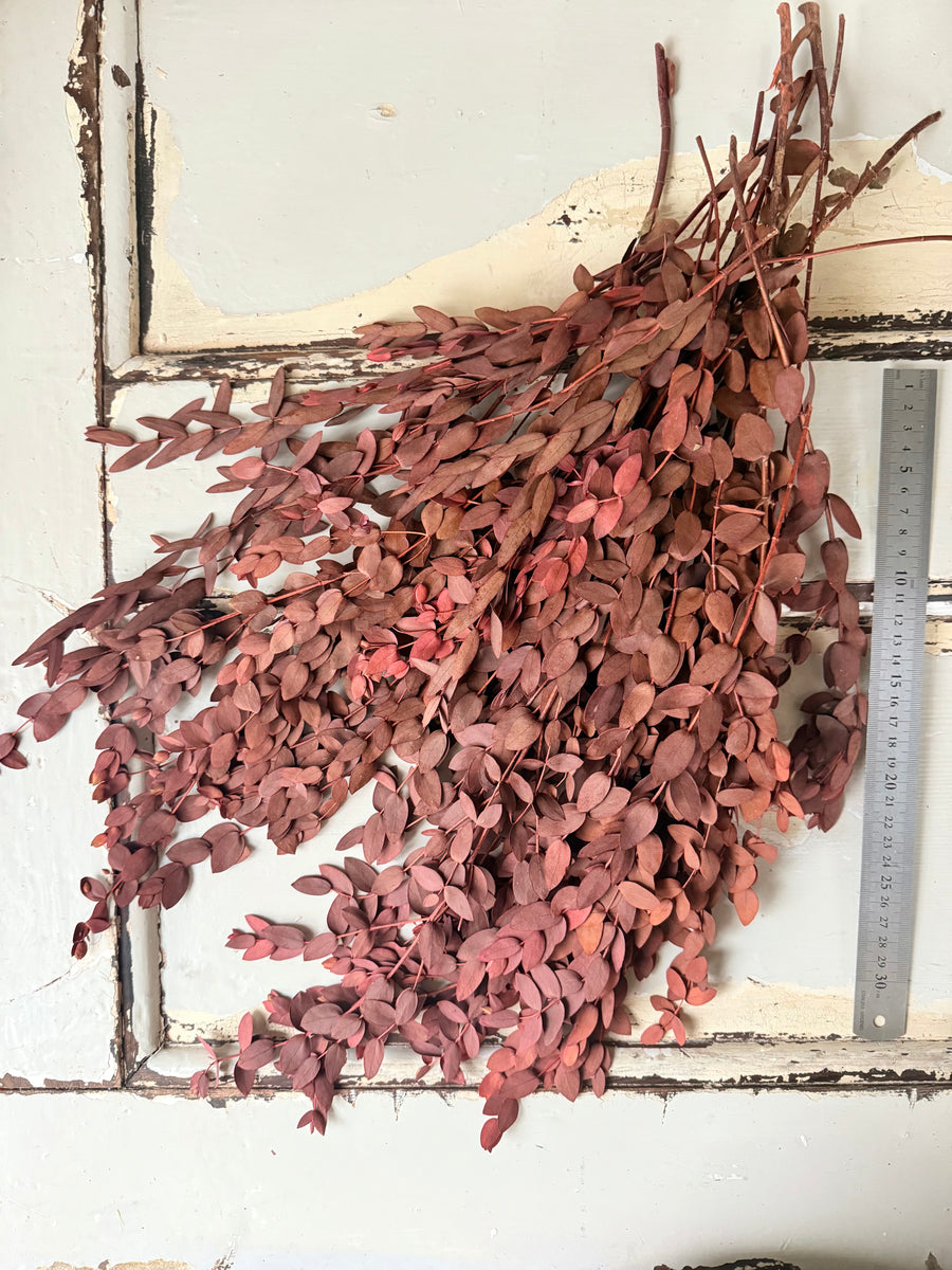 Preserved Eucalyptus / Gum