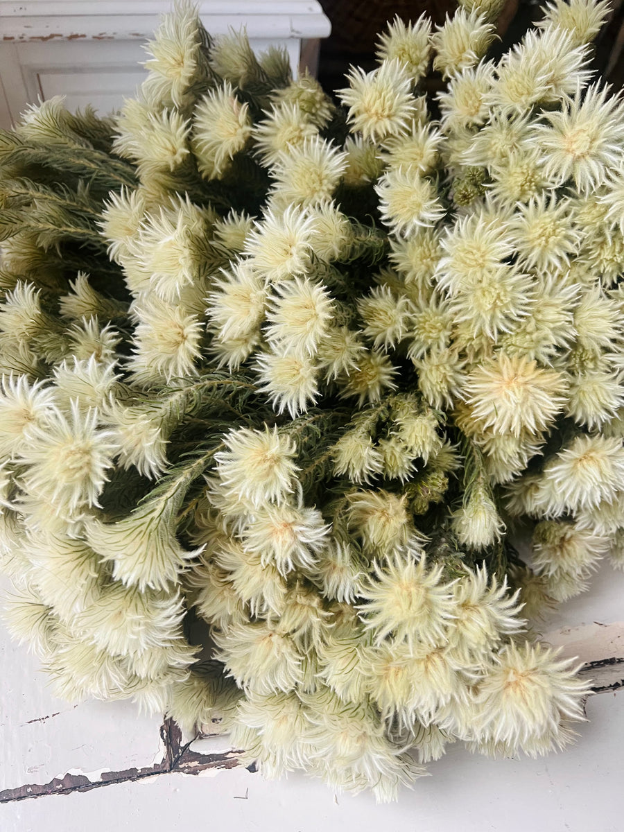 Naturally Dried Philyca Flowers - natural green beige