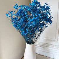 Preserved Baby's Breath
