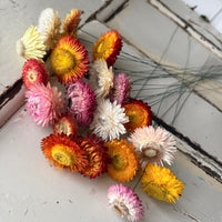 Dried Strawflower Daisy flower bunch - Helichrysum / Everlasting / Paper Daisy - stems / heads - Australian Native