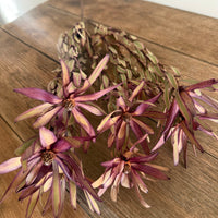 Naturally Dried Leucadendron - Australian Native