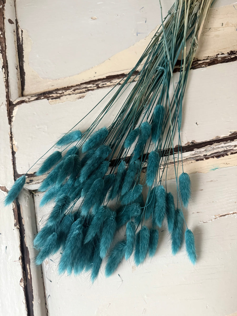 Dried Bunny Tail / Lagurus Ovatus