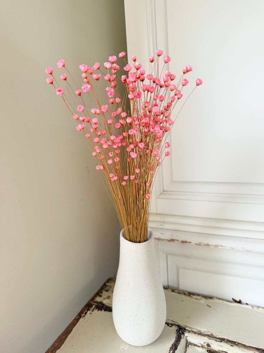 Dried Little Star / Baby Blue / Stardust / Baby Daisy / Star Daisy / Glixia