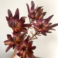 Naturally Dried Leucadendron