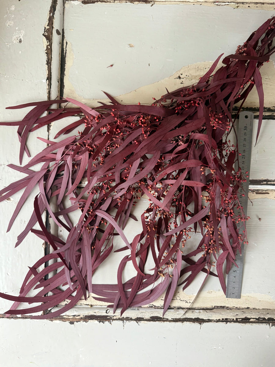 Preserved Eucalyptus / Gum