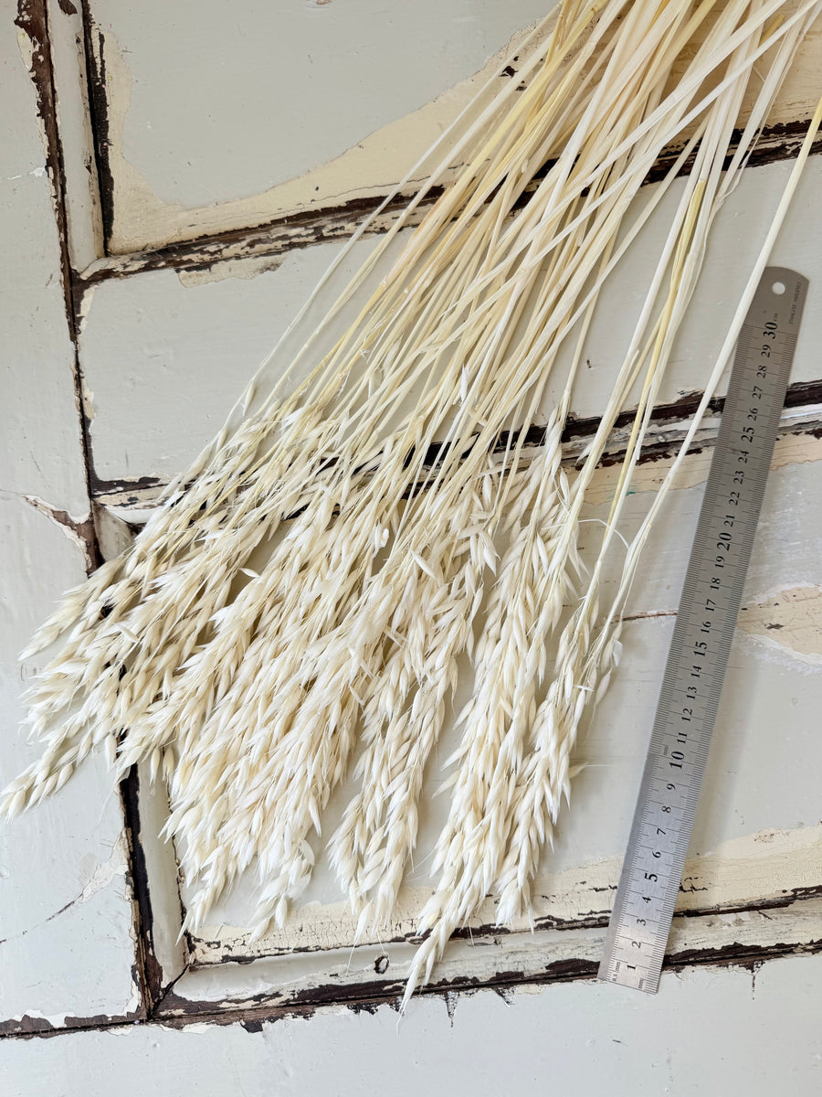 Naturally Dried / Coloured Oat / Avena
