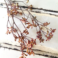 Preserved / Naturally Dried Kangaroo Paw