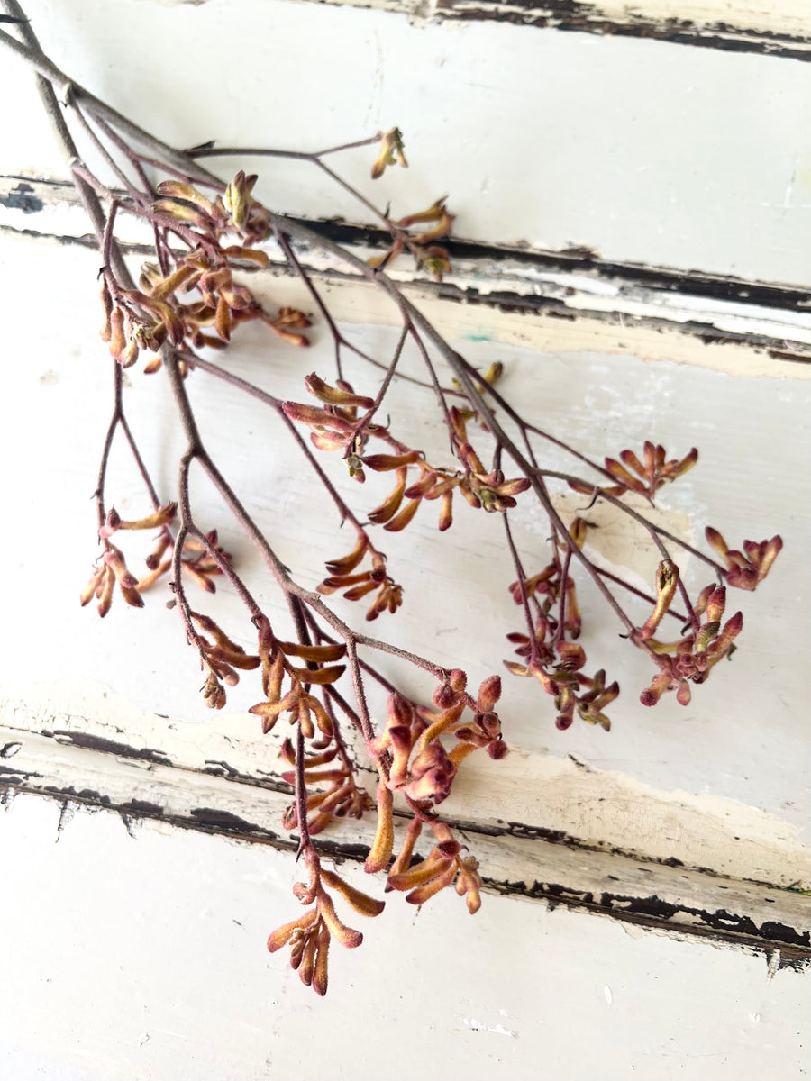 Preserved / Naturally Dried Kangaroo Paw