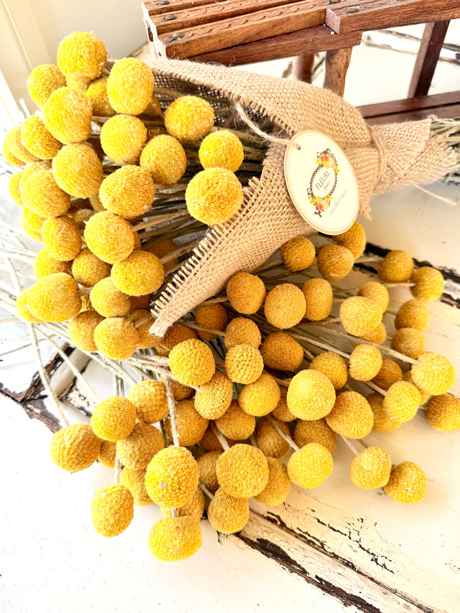 Everlasting Naturally Dried Billy Button Bouquet