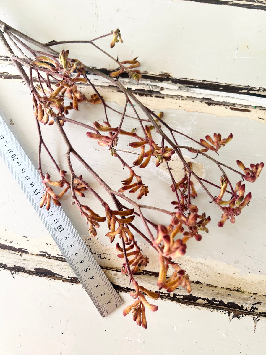 Preserved / Naturally Dried Kangaroo Paw