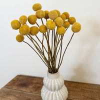 Naturally Dried Billy Button / Craspedia - Yellow