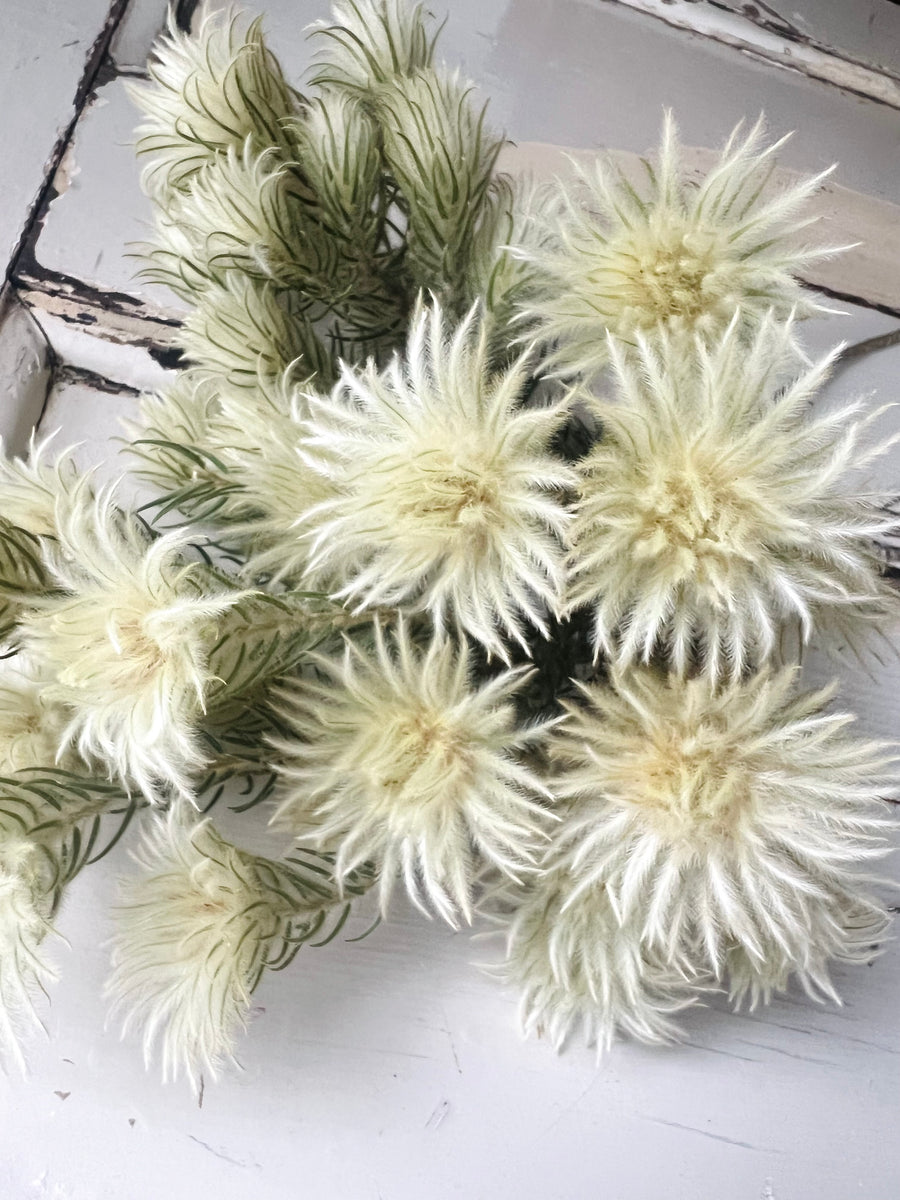 Naturally Dried Philyca Flowers - natural green beige