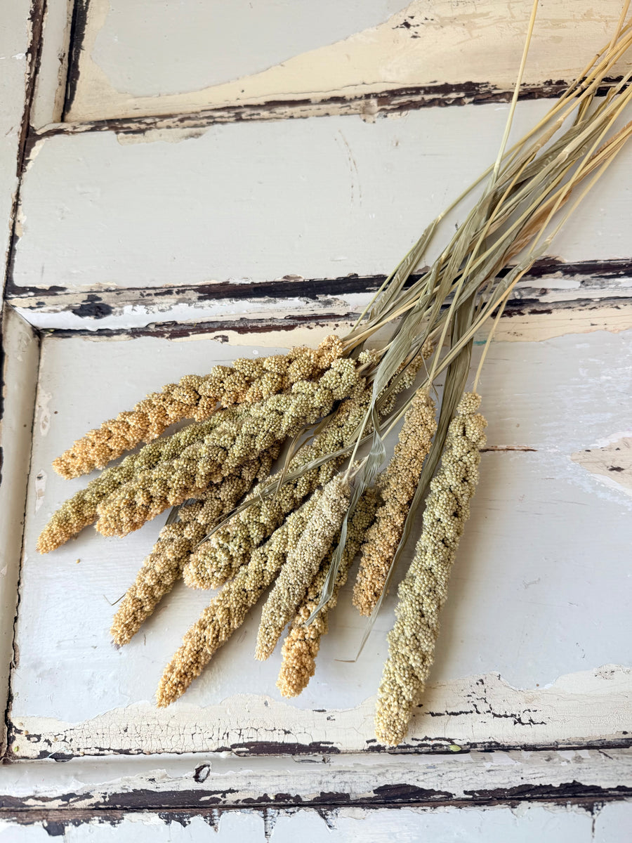 Dried Setaria / Foxtail Millet