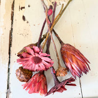 Dried Protea Repens