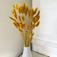 Dried Bunny Tail / Lagurus Ovatus