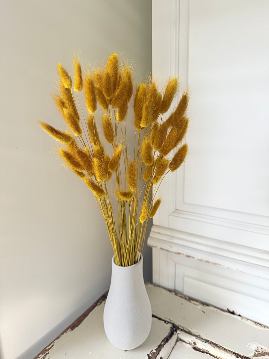 Dried Bunny Tail / Lagurus Ovatus