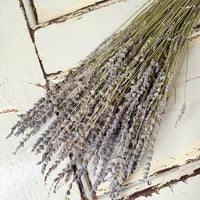 　[Deep & Natural Colours] Outlet & Samples