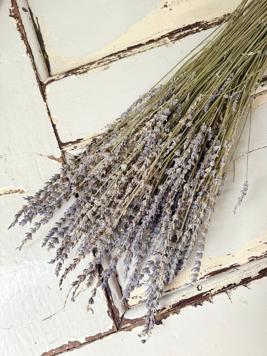 　[Deep & Natural Colours] Outlet & Samples