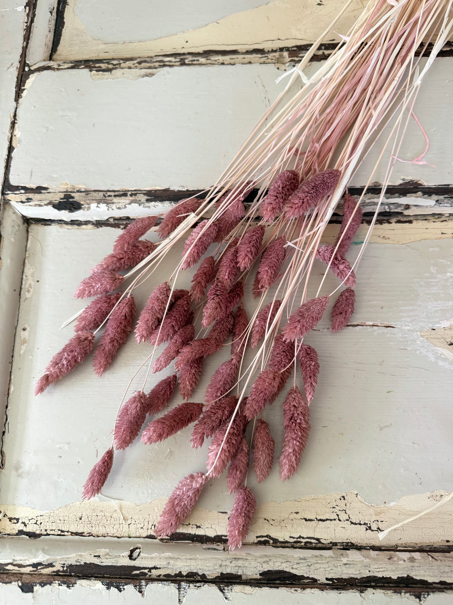 Dried Phalaris