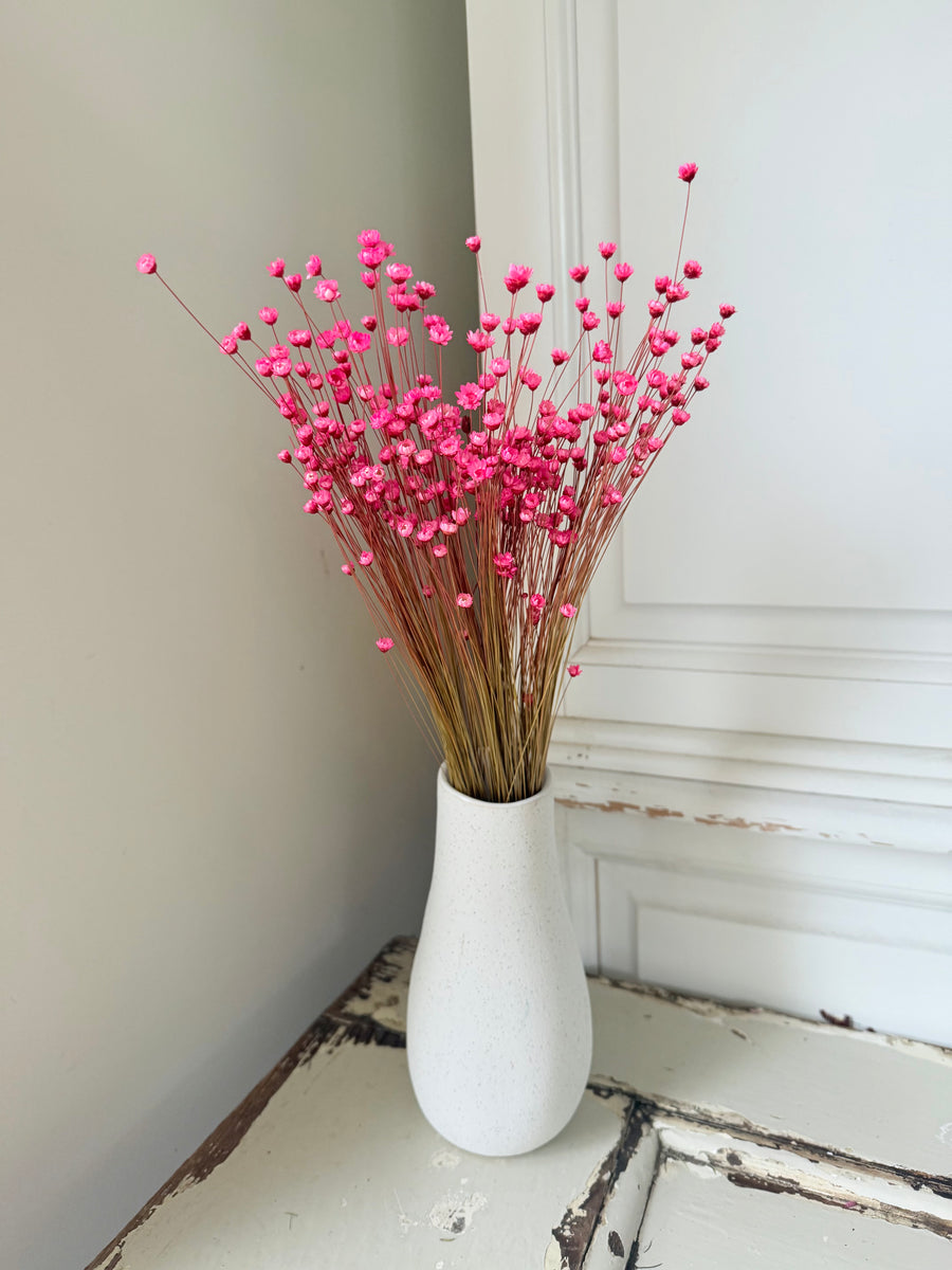 Dried Little Star / Baby Blue / Stardust / Baby Daisy / Star Daisy / Glixia