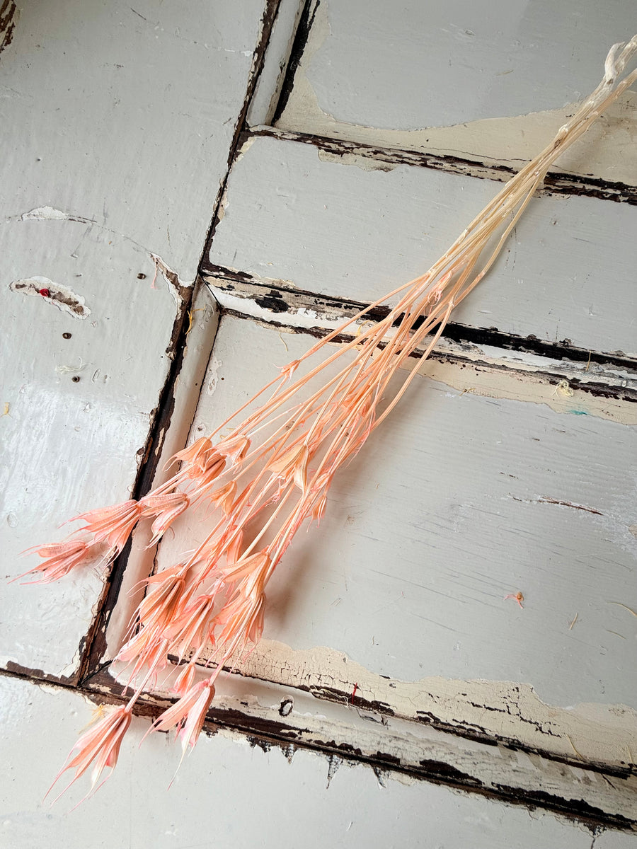 Dried Nigella Flower