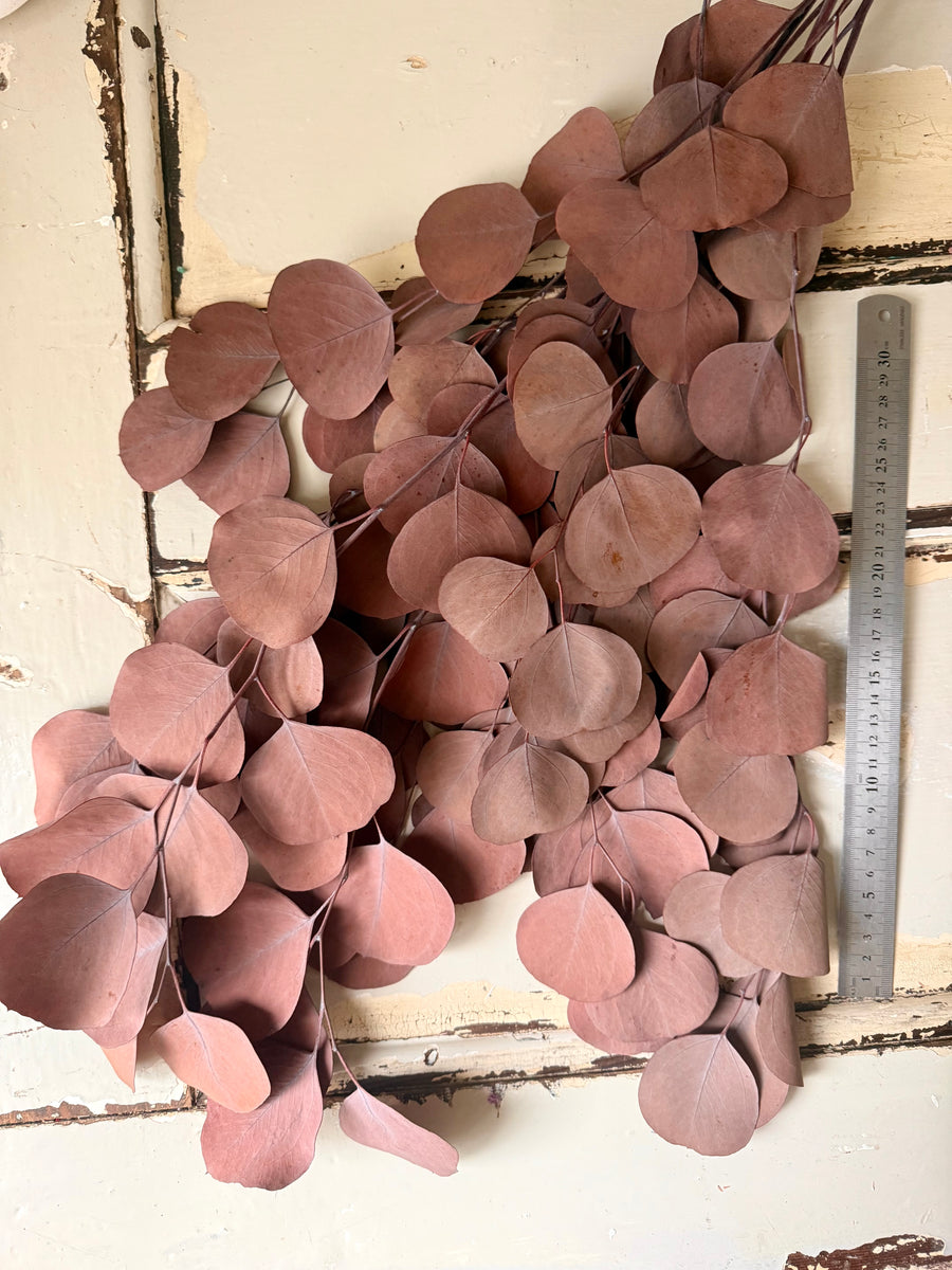 Preserved Eucalyptus / Gum