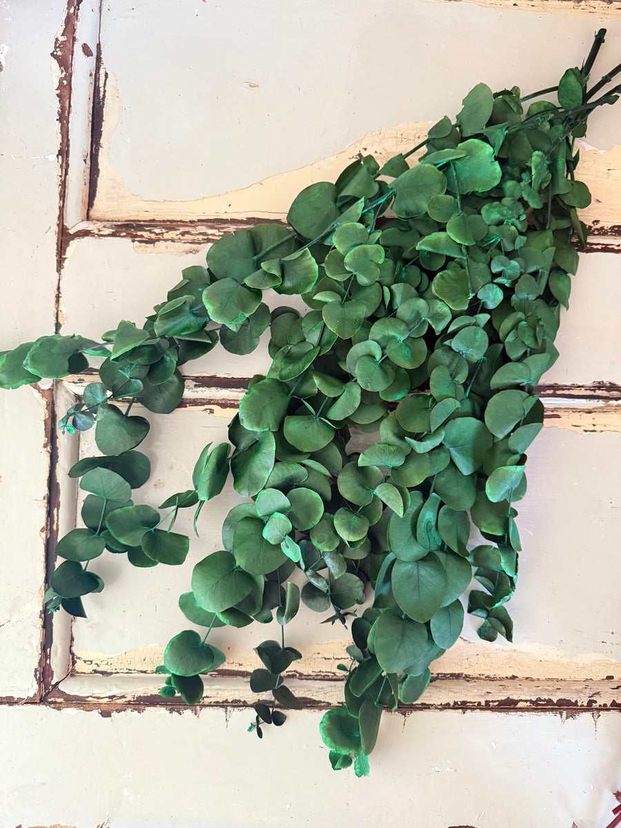 Preserved Eucalyptus / Gum