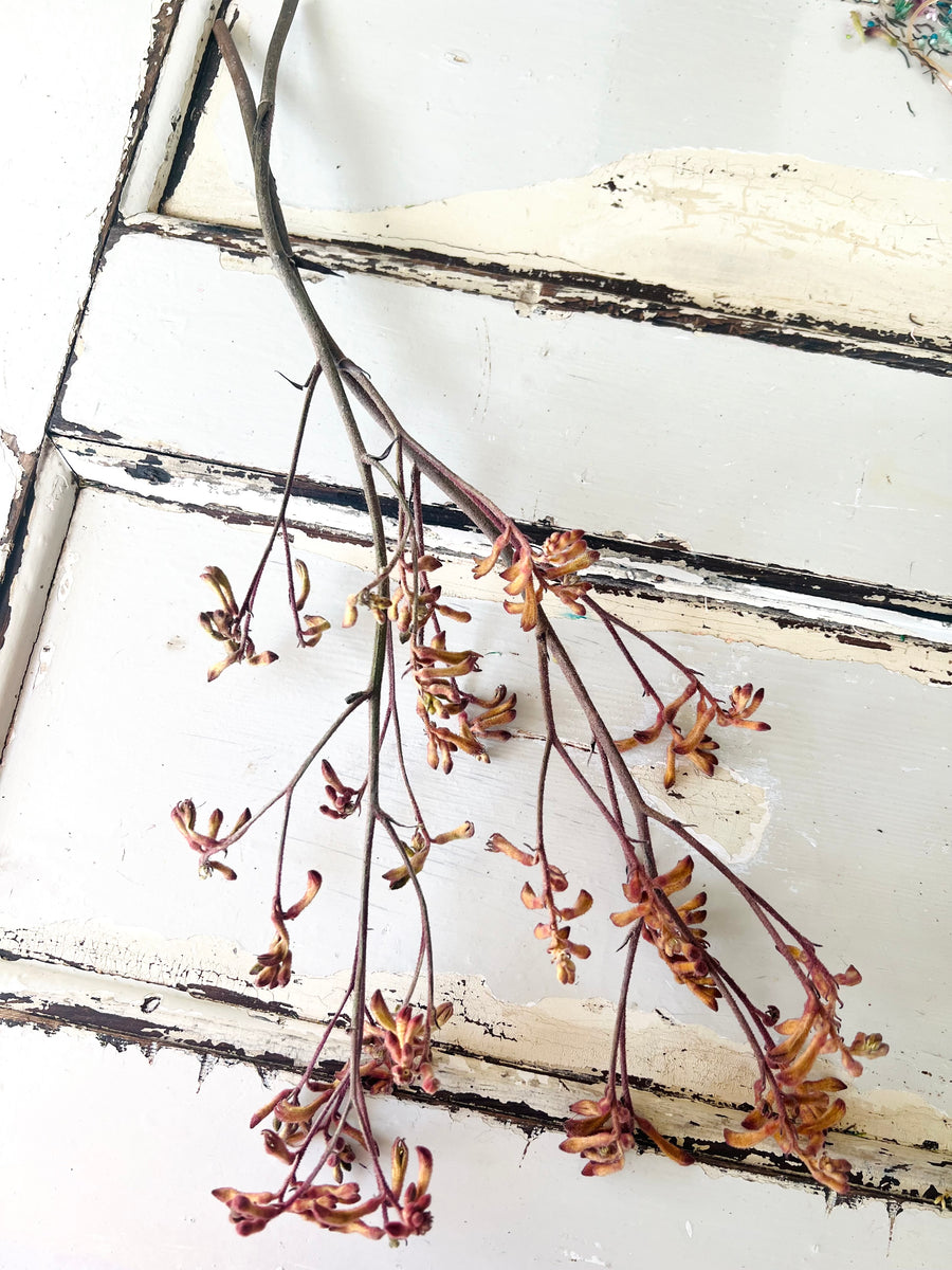 Preserved / Naturally Dried Kangaroo Paw