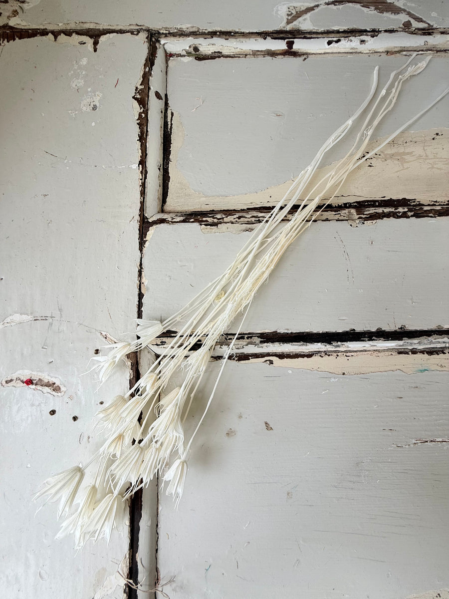 Dried Nigella Flower