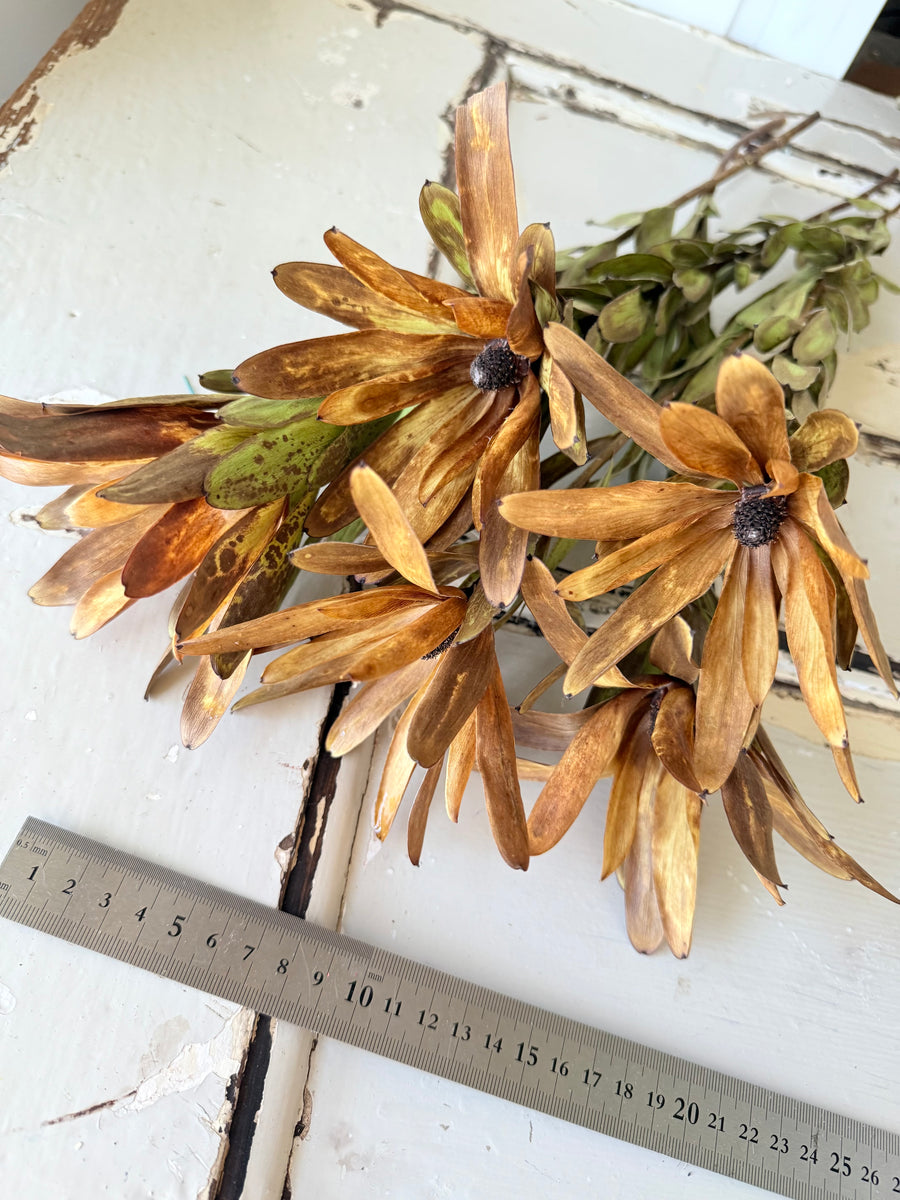 Outlet & Sample [flower stems / greenery]