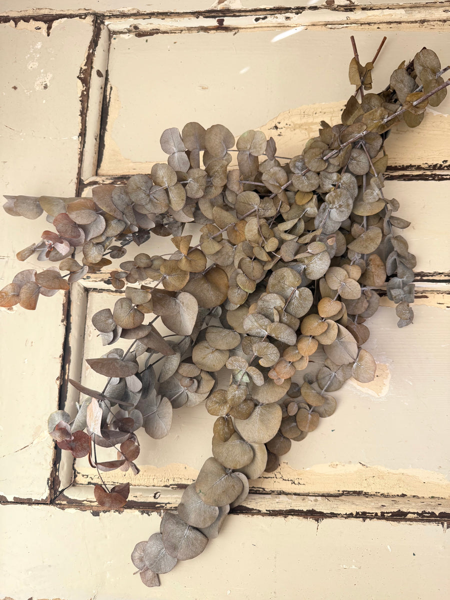 Preserved Eucalyptus / Gum
