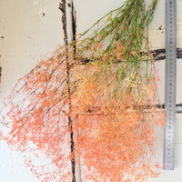 Preserved Delicate Baby's Breath - Gypsophila