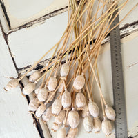 Naturally Dried Poppy Pods* / Papaver - natural brown