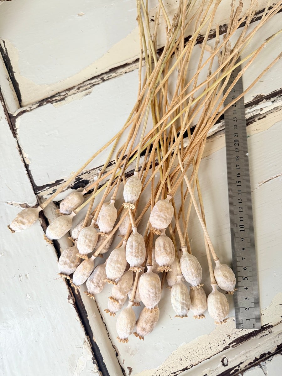 Naturally Dried Poppy Pods* / Papaver - natural brown