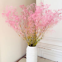 Preserved Delicate Baby's Breath - Gypsophila
