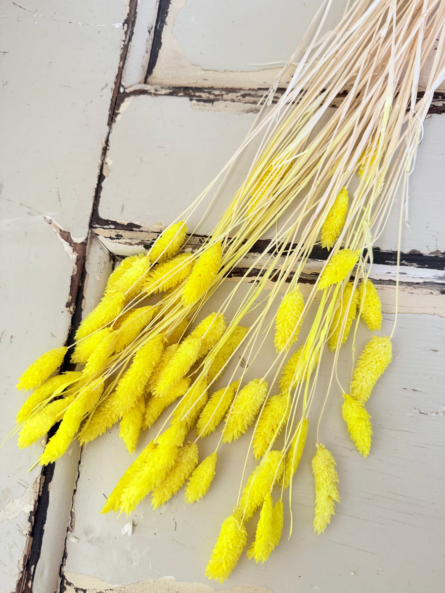 Dried Phalaris