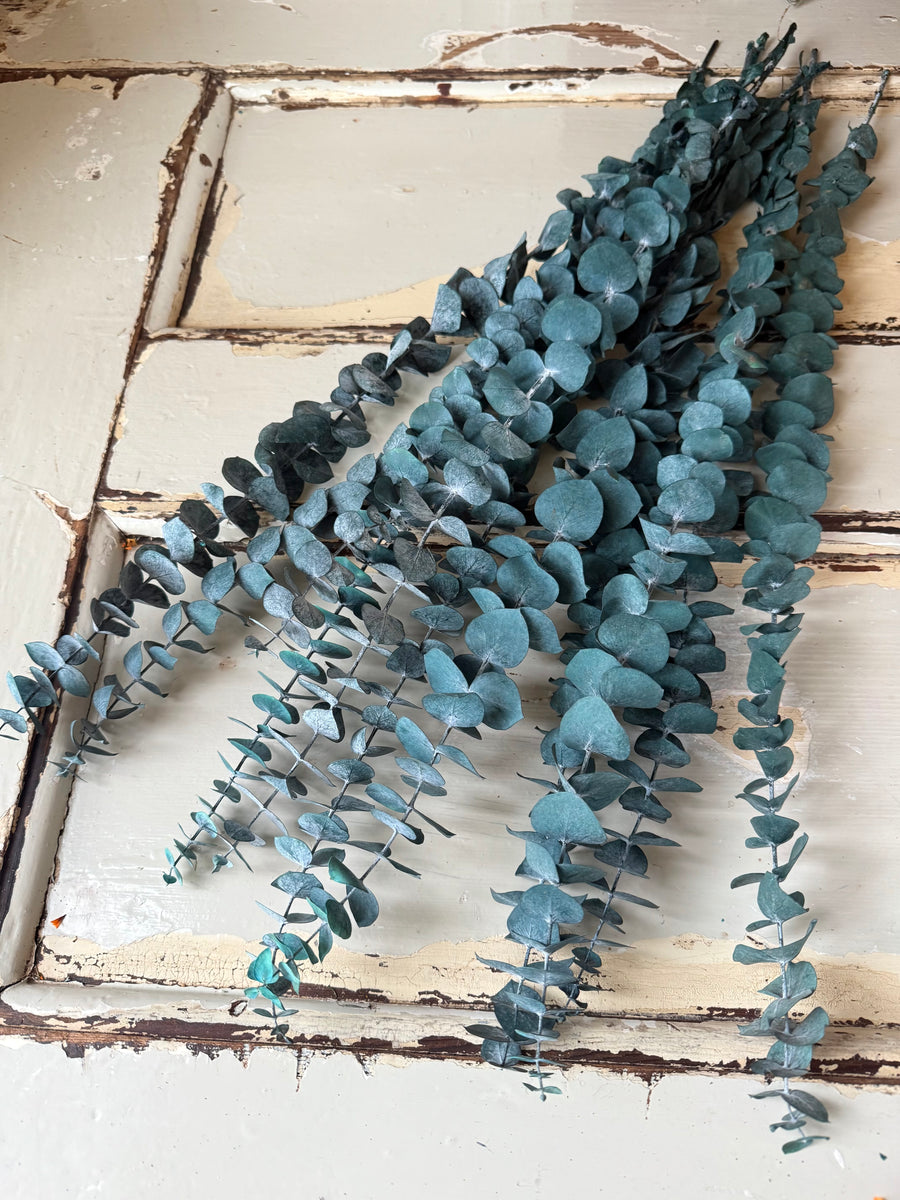 Preserved Eucalyptus / Gum
