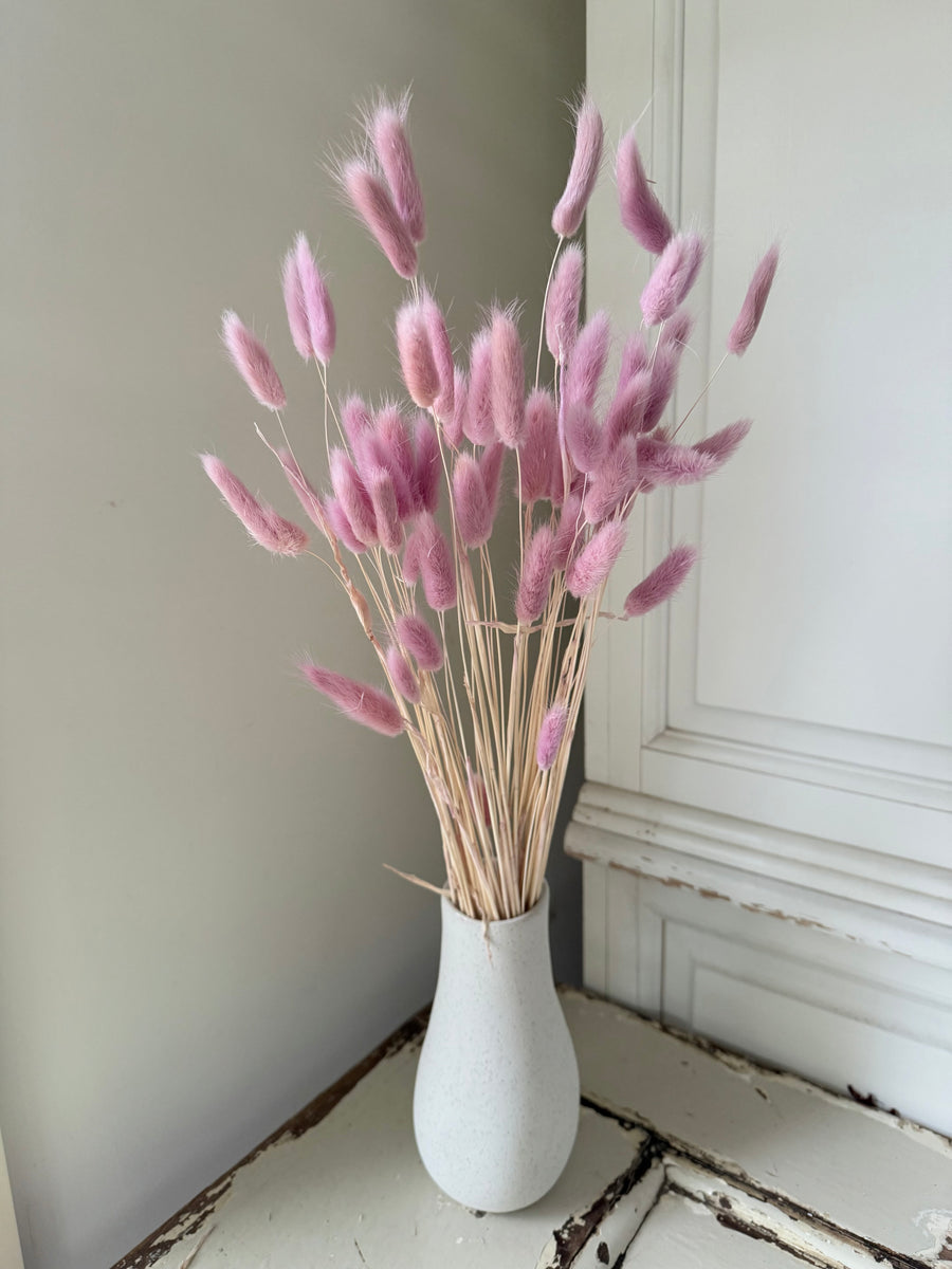 Dried Bunny Tail / Lagurus Ovatus