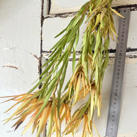 Naturally Dried Leucadendron - Australian Native