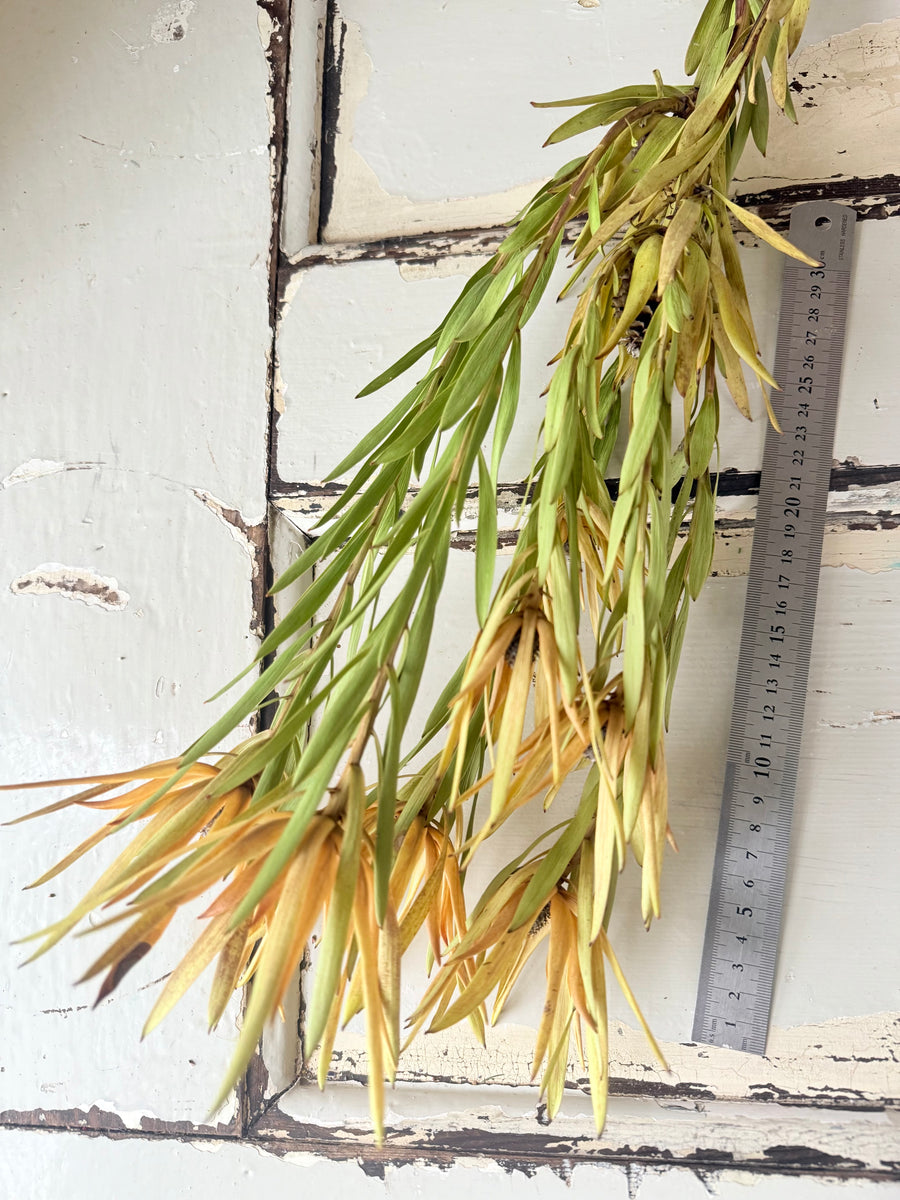 Naturally Dried Leucadendron - Australian Native