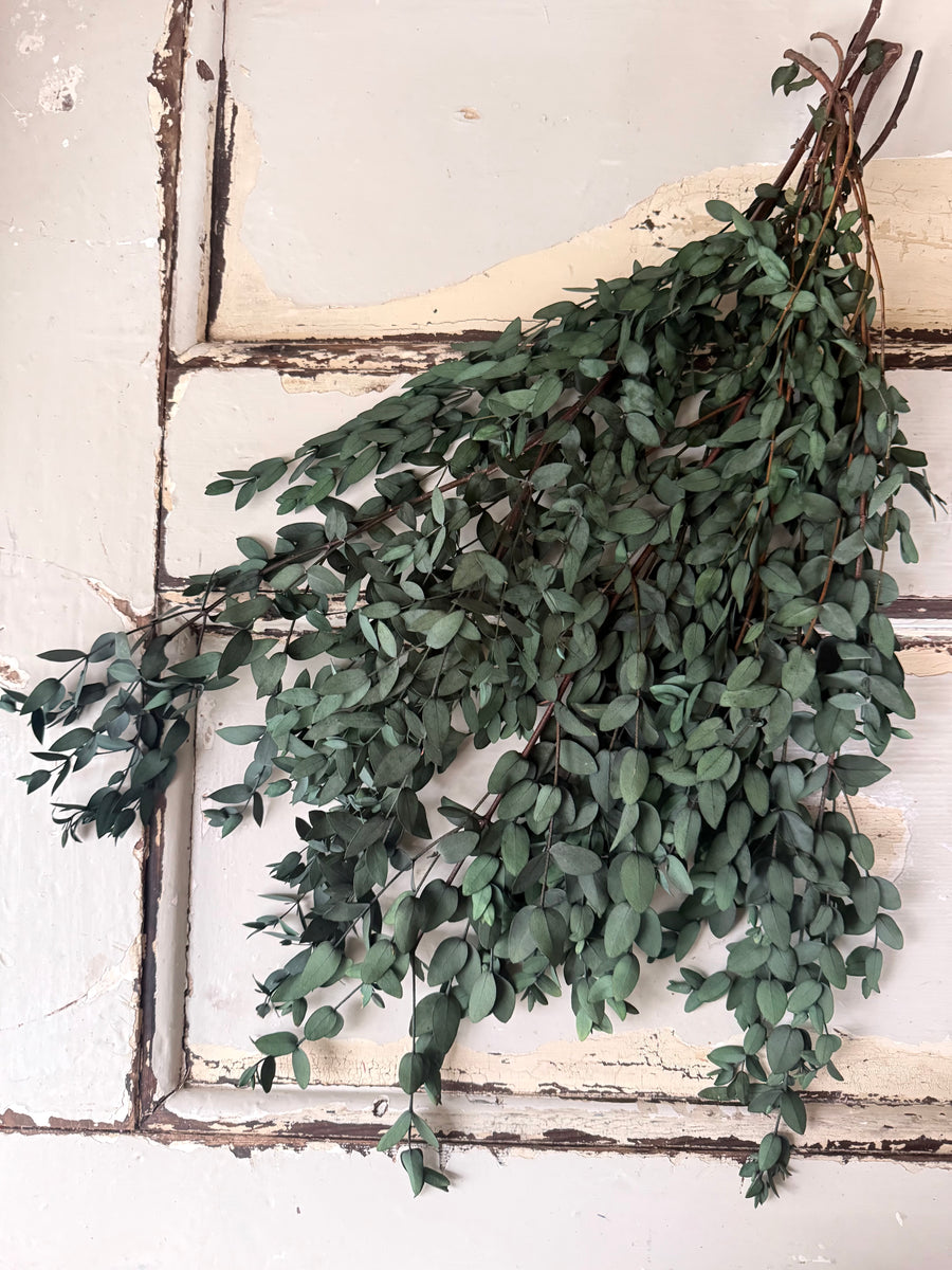 Preserved Eucalyptus / Gum