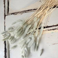 Dried Bunny Tail / Lagurus Ovatus