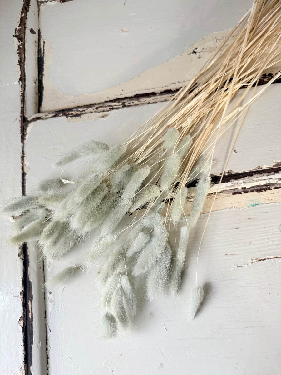 Dried Bunny Tail / Lagurus Ovatus